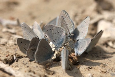 Small Blues, Pitstone Quarry 1.JPG