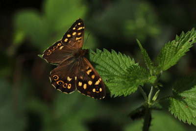 Speckled Wood male, Epping Forest.JPG
