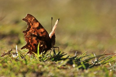 Comma, Epping Forest.JPG