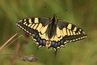 Swallowtail, Bockhill.JPG