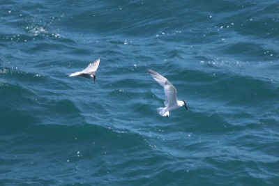 Common Tern &amp; Sandwich Tern
