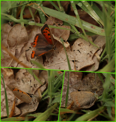 Small Copper #1.png