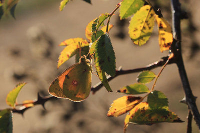 Clouded Yellow male, Hadleigh Country Park #3.JPG