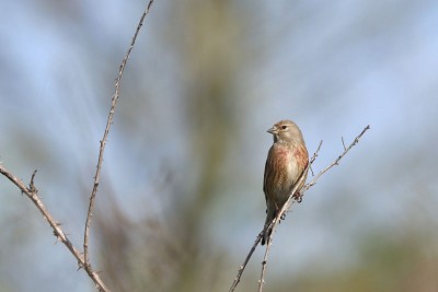Male linnet just coming into his breeding plumage