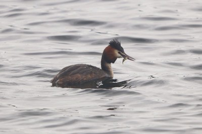 Great-crested Grebe with Stickleback