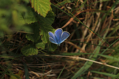 Common Blue male, Burren, Ireland.JPG