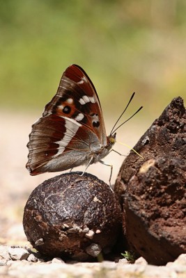 The cover of next years butterfly calendar!