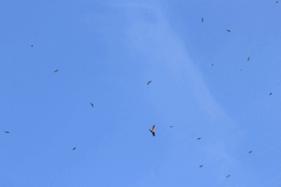 GIF showing a Griffin Vulture drifting through the flock