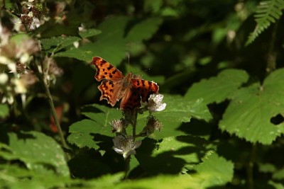 Caught expelling whatever butterflies expel