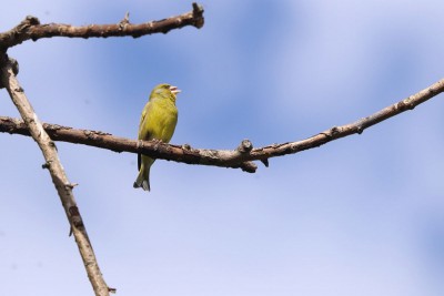 Greenfinch with a damaged upper mandible