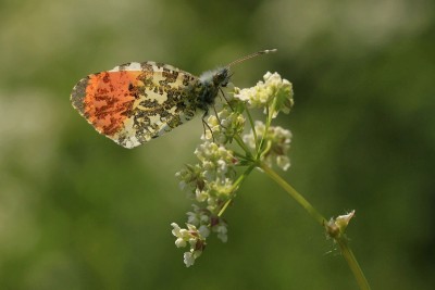 Orange-tip male, Walthamstow Marshes.JPG