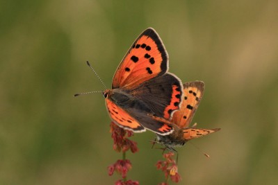 Small Copper mating, Bookham Commons.JPG