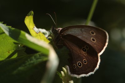 Ringlet, Hadleigh Country Park #10.JPG