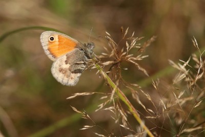 Small Heath, Bookham Commons.JPG