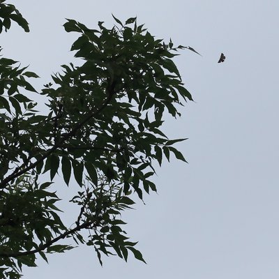 Brown Hairstreak, Bookham Commons #13.JPG