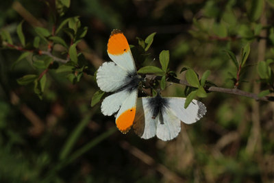 Orange-tip's courting, Bookham Commons.JPG