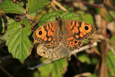 Wall mating, Newhaven Tidemills.JPG