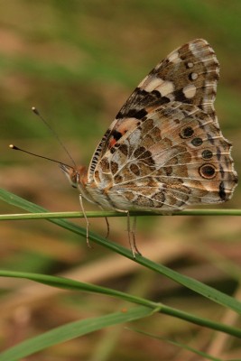 Painted Lady, Bookham Commons.JPG