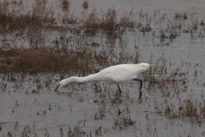 Little Egret