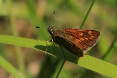 Large Skipper female, Hutchinson's Bank.JPG