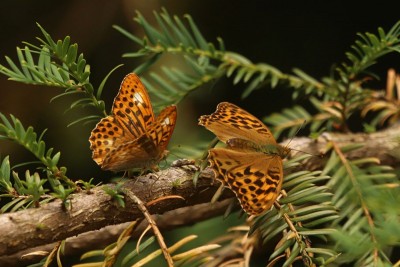 Silver-washed Fritillary courting, Bookham Common.JPG