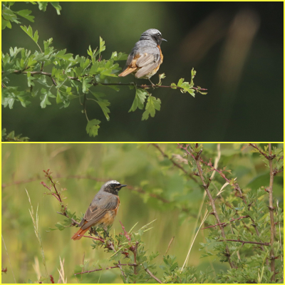 top: Adult male. Bottom: juvenile male