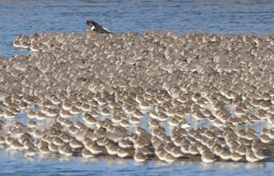 Dunlin (forground), Knot (background) &amp; a rogue Oystercatcher