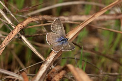 Female Lang's Short-tailed Blue