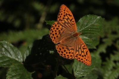 Silver Washed Fritillary male, Bookham Commons #87.JPG
