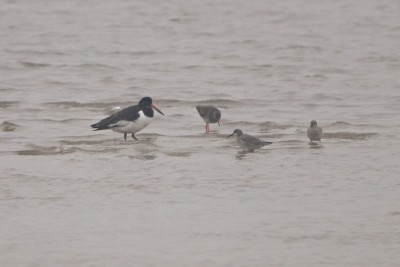 Oystercatcher, Redshank and 2 Knot.