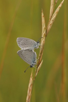 Small Blue mating, Durlston Country Park.JPG