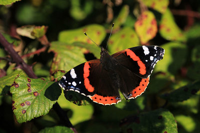 Red Admiral, Newhaven Tidemills.JPG