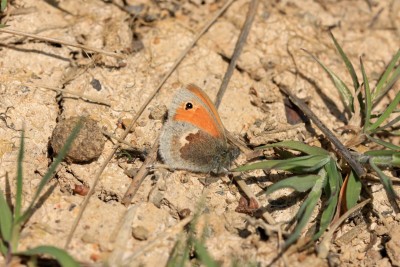 Small Heath, Abbots Wood.JPG