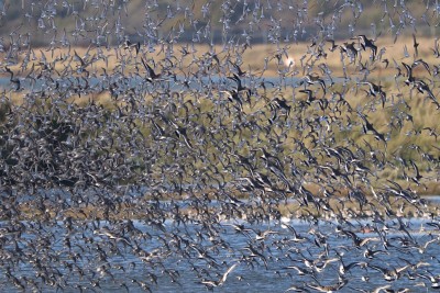 the larger, darker birds on the right hand side are Black-tailed Godwit.