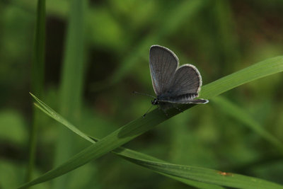 Small Blue male, Hutchinson's Bank.JPG