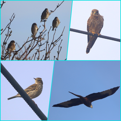 Linnet, Kestrel, Meadow Pipit, Red Kite.