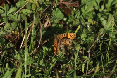 Mating Walls