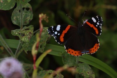 Red Admiral 'blue spot'ab. Bookham Commons #4.JPG