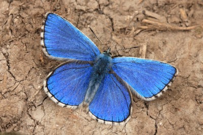 Adonis Blue male, Cotley Hill.JPG