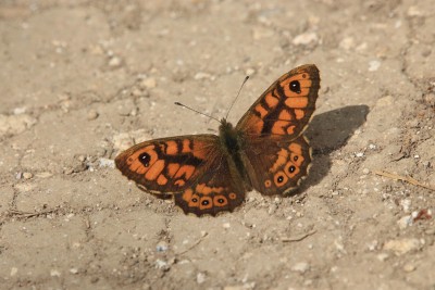 Wall male, South Downs Way, Eastbourne #8.JPG