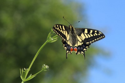 Swallowtail, Strumpshaw Fen.JPG