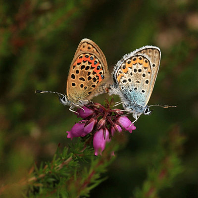 Silver-studded Blue mating, Fairmile Common.JPG