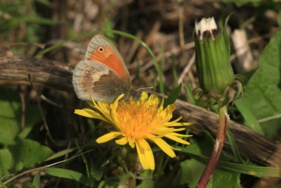 Small Heath ab. impupillata, Whitehawk Hill.JPG