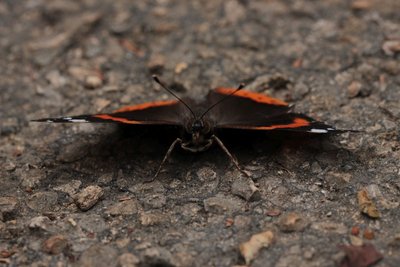 Red Admiral female, Walthamstow Marshes #9.JPG