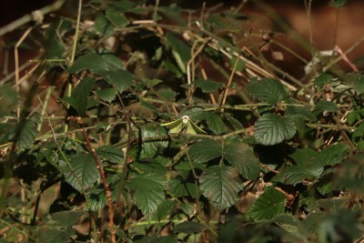 Brimstone male, Epping Forest.JPG
