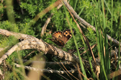 Grayling courting, Chobham Common.JPG