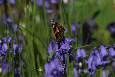 Red Admiral, Bookham Commons.JPG