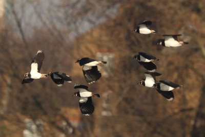 How to sex your Lapwing: Note the female at the front has narrower wings to the males with their broader 'hands' just behind her.