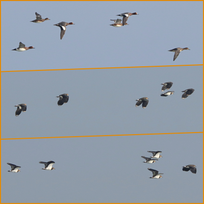Top: Wigeon. Middle &amp; bottom: Lapwing