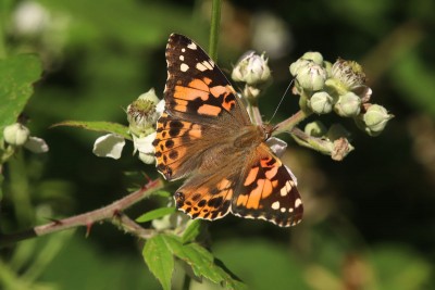 Painted Lady, Bookham Commons #1.JPG